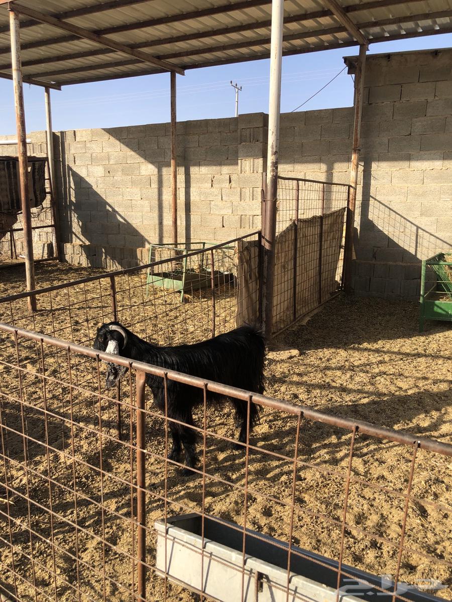 عنز جفرة ثنيه سمين وطيبه تم البيع64435054380291112