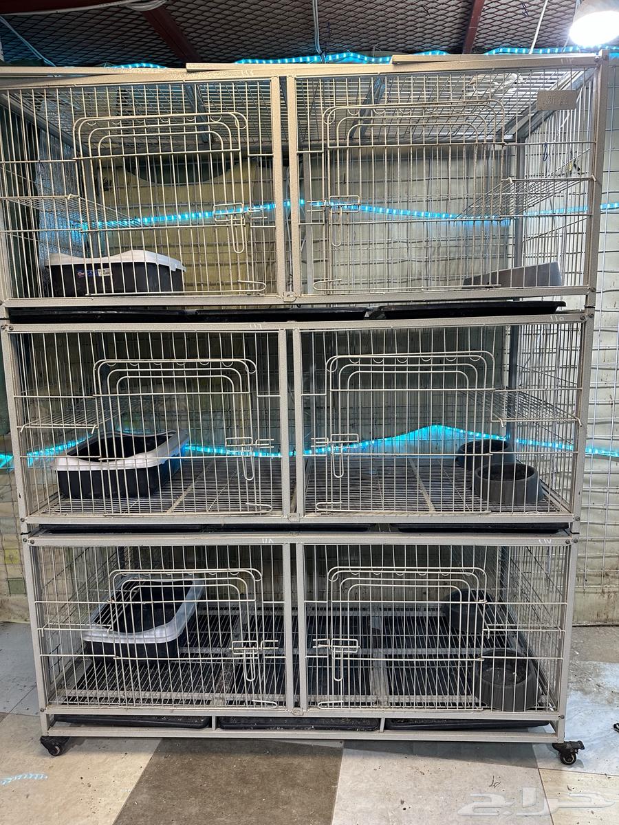 فندقه قطط VLP عرض الوطني64435490455170111