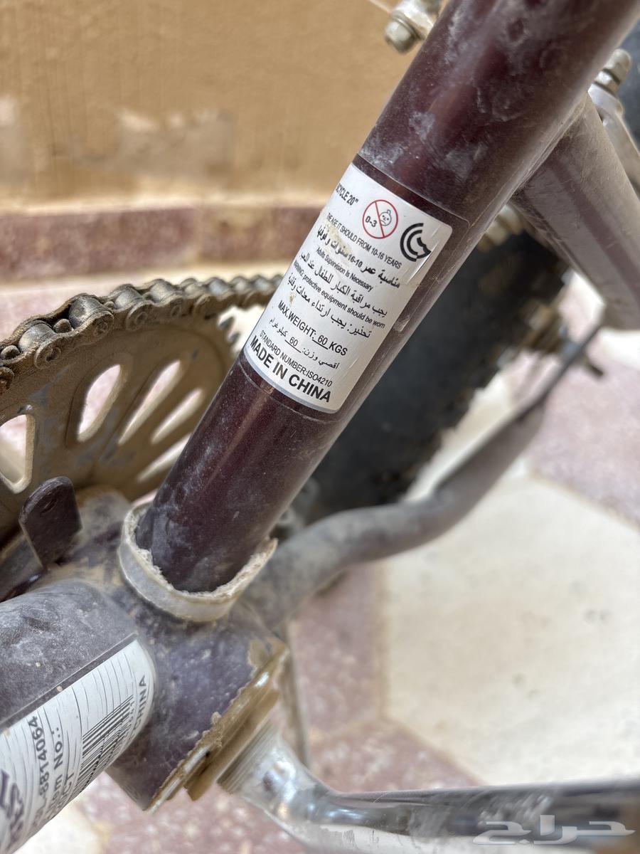 Original Indonesian Cobra Snake, bought for 500, only Allah knows64436266379137114