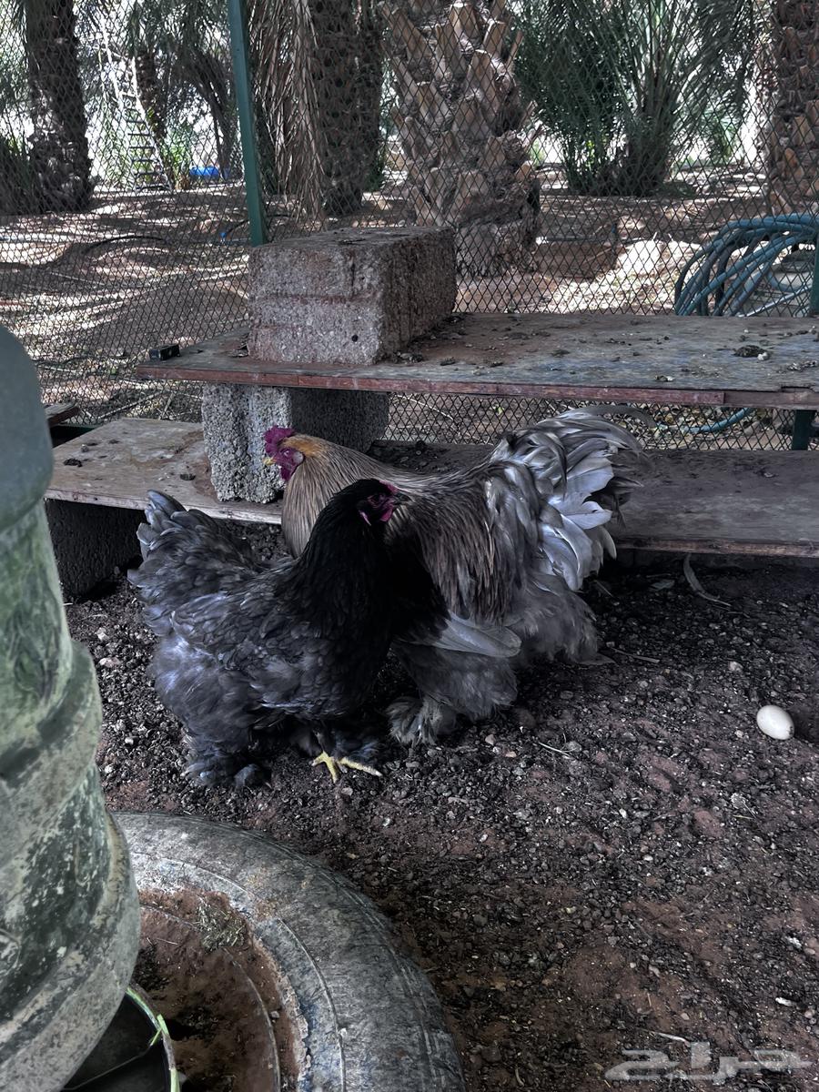 دجاج براهما للبيع64435026851073114