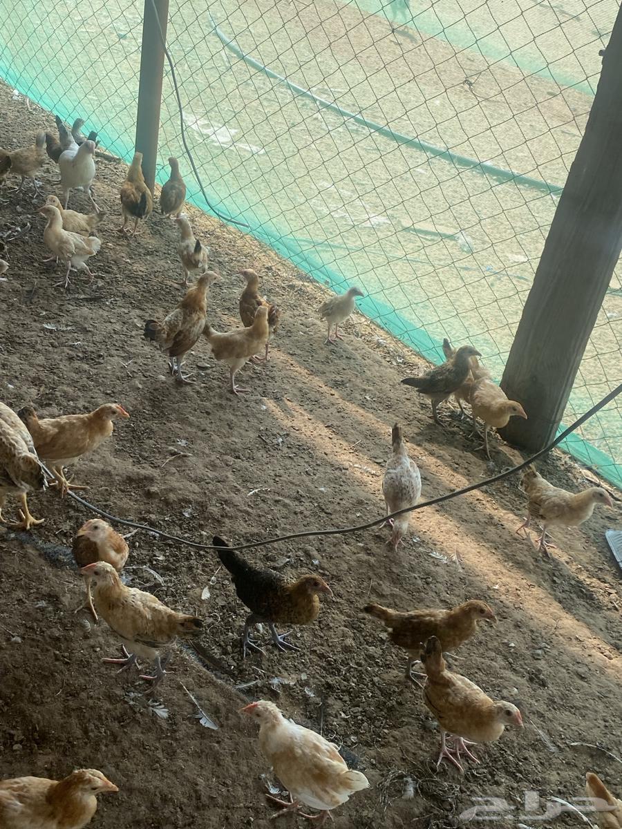 Hello and may the peace, mercy, and blessings of Allah be upon you. I am offering chickens aged one month and twenty days64435341038977110