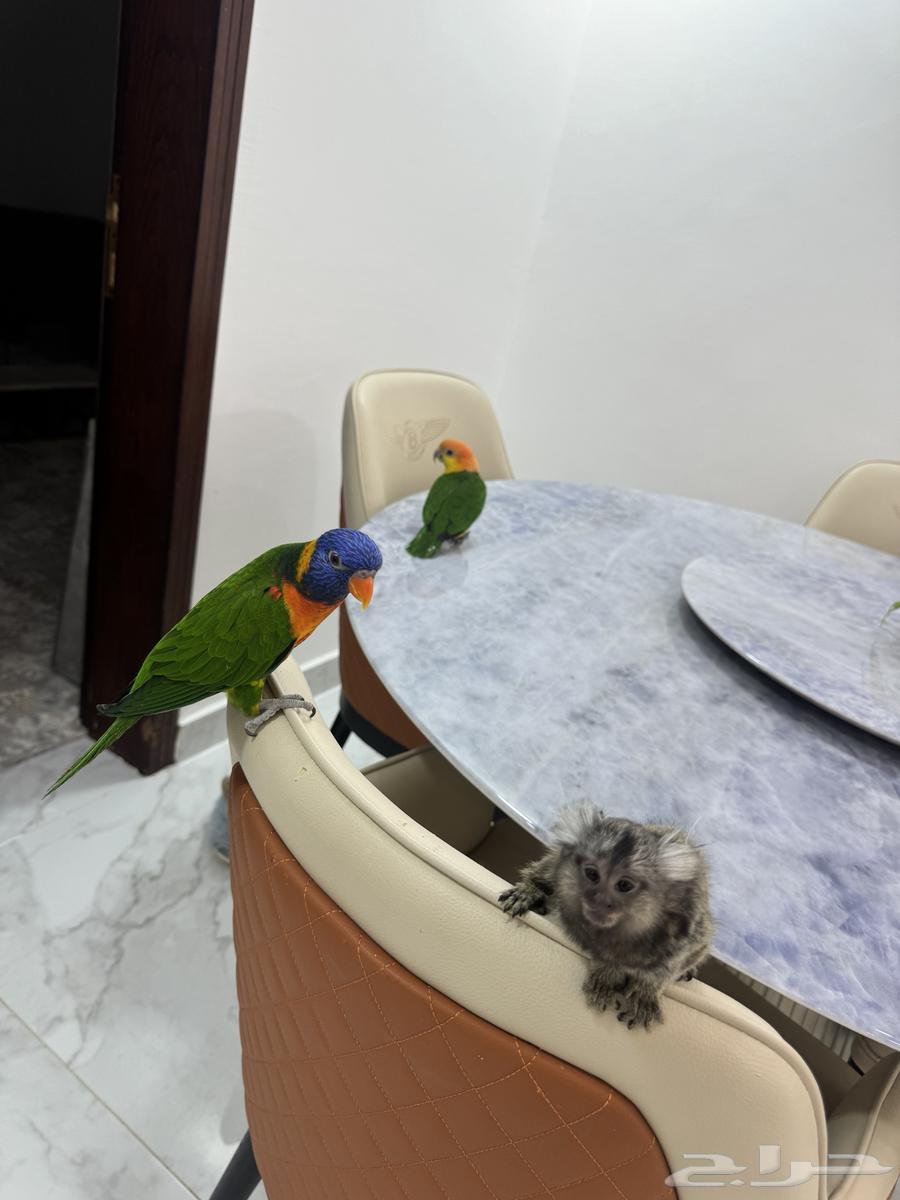 كايك وايت بلي ولوري64433899660546112