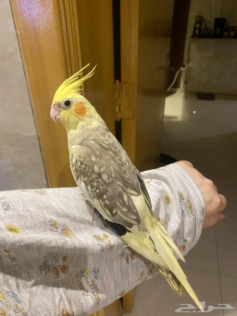 Birds64439774804483111