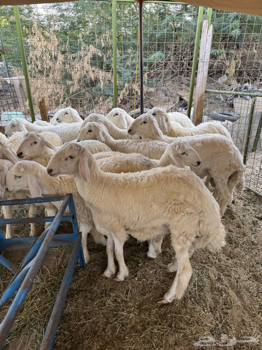 للبيع طليان ورخال حري من الطايف64441267247491112