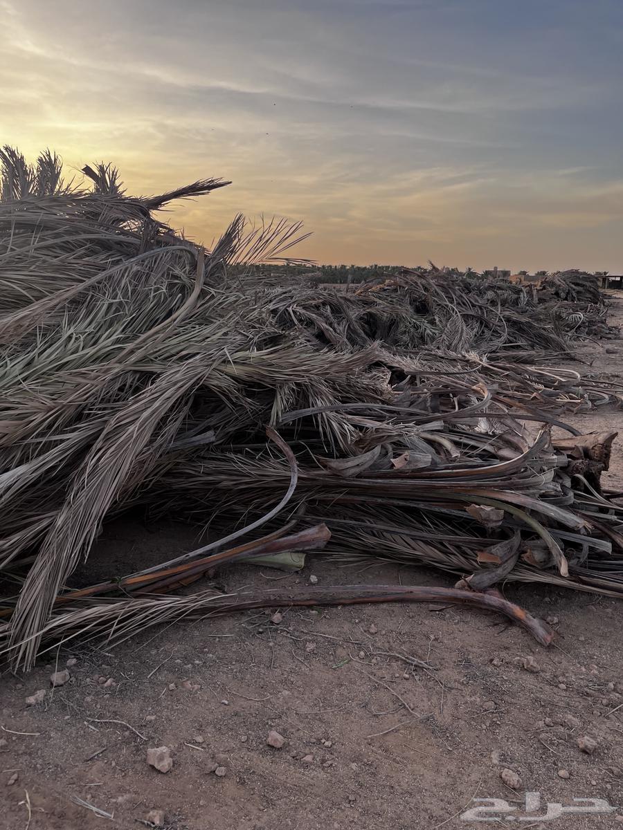 Date Palm Fronds64441800857729112