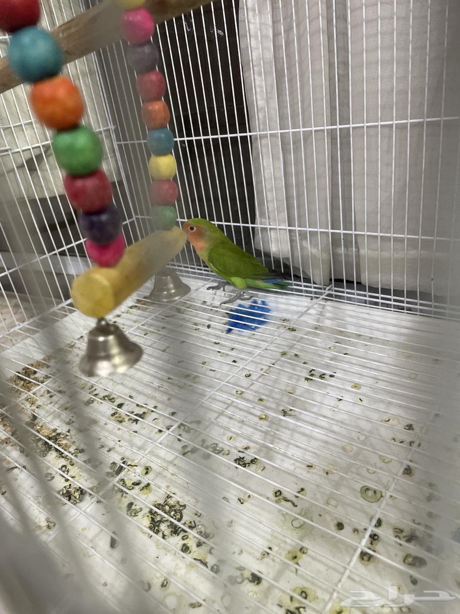 طائر اليوم يشكو من شيء غير الحد الأقصى للتواصل البالغ 250 عبر الواتس64439458430851111