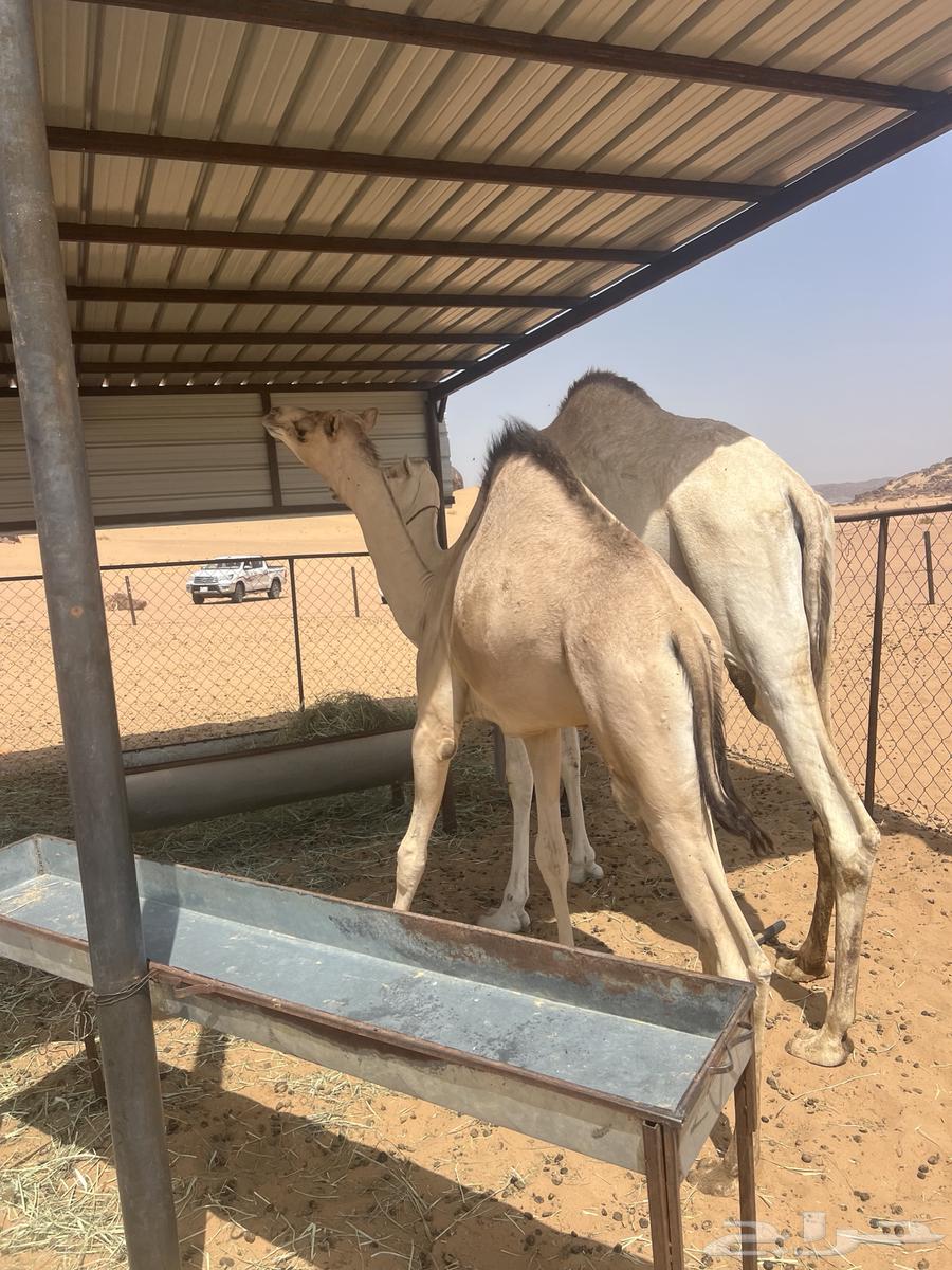 Excellent local lamb, full of fat, taken from under its mother for sale, contact 05340726564435930545282112