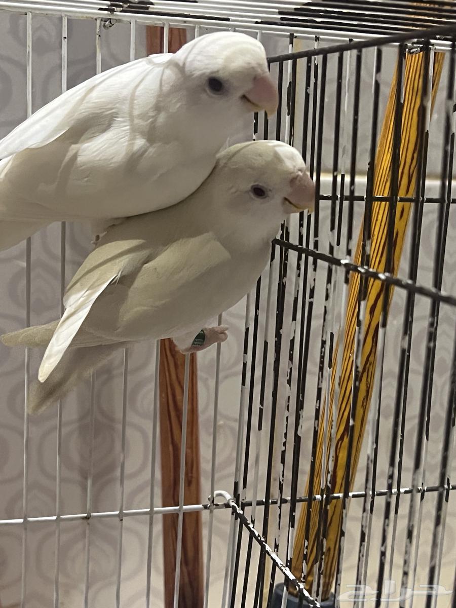 Rose Albino Pair Opportunity for Breeders and Enthusiasts64436440445825111