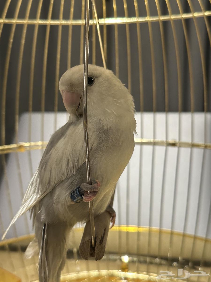 طير روز (لون نادر جدا )64434128162946111