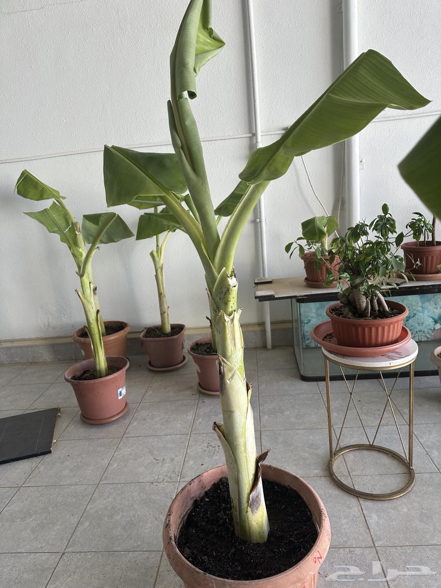 شتلات موز للبيع64437639106946111