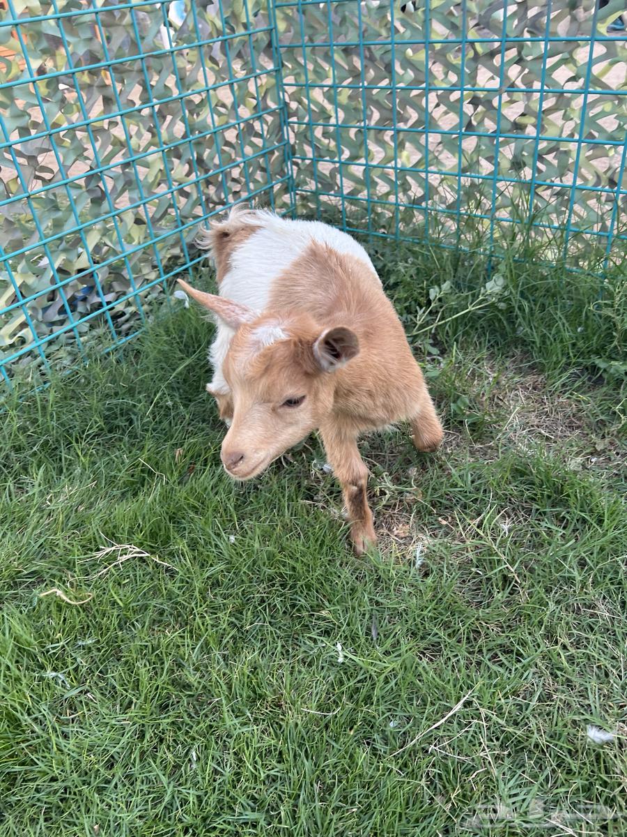 Dwarf Goats64453765099267112