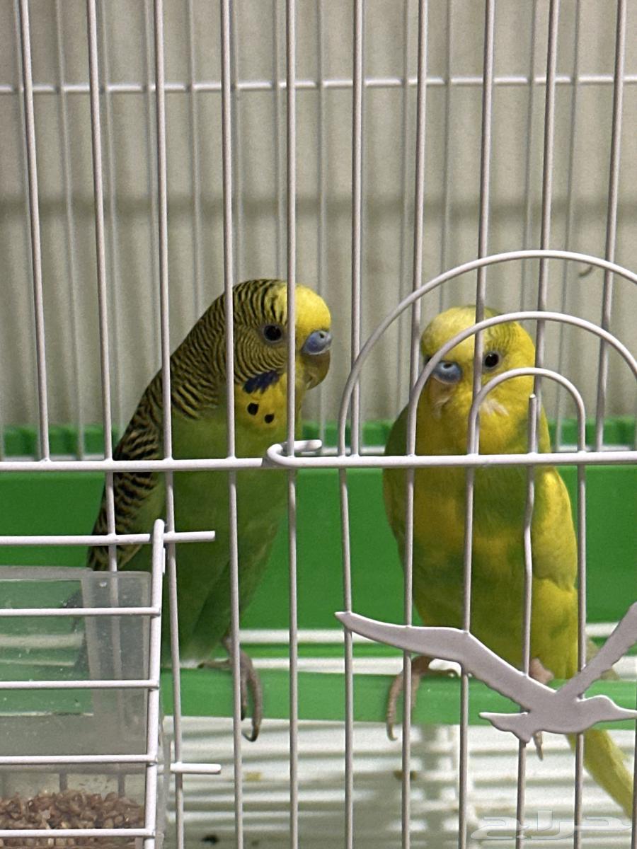 عصافير للبيع64434374022274111