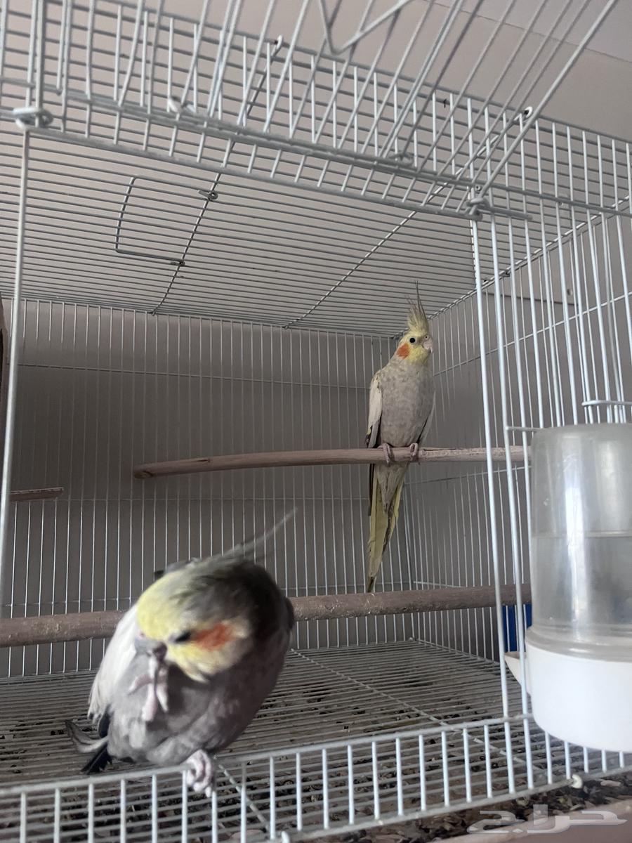 تم البيع64429438311169111