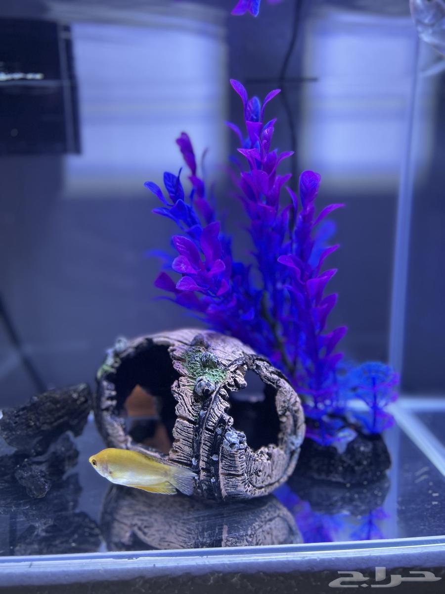 ماركة دوفين حوض سمك64438645551873110