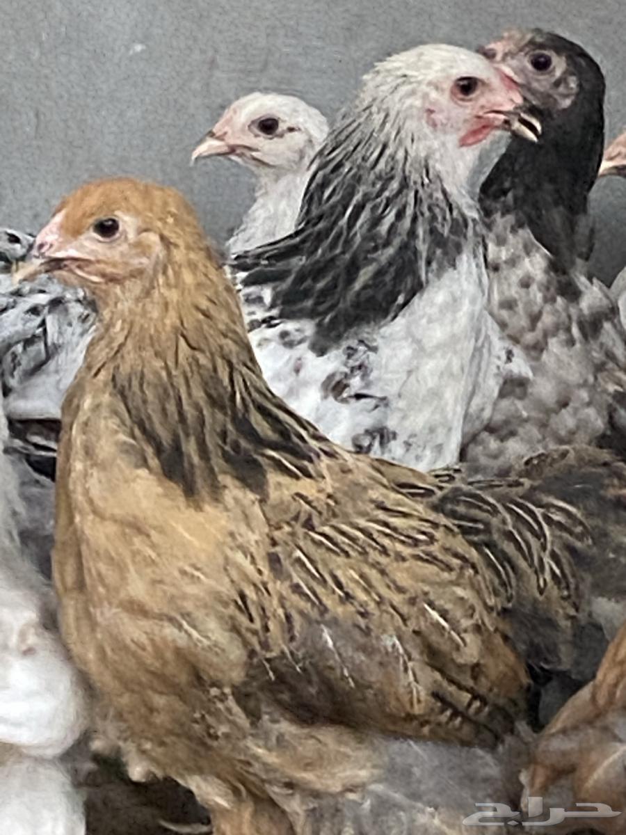 دجاج براهما بيور64435395682434110