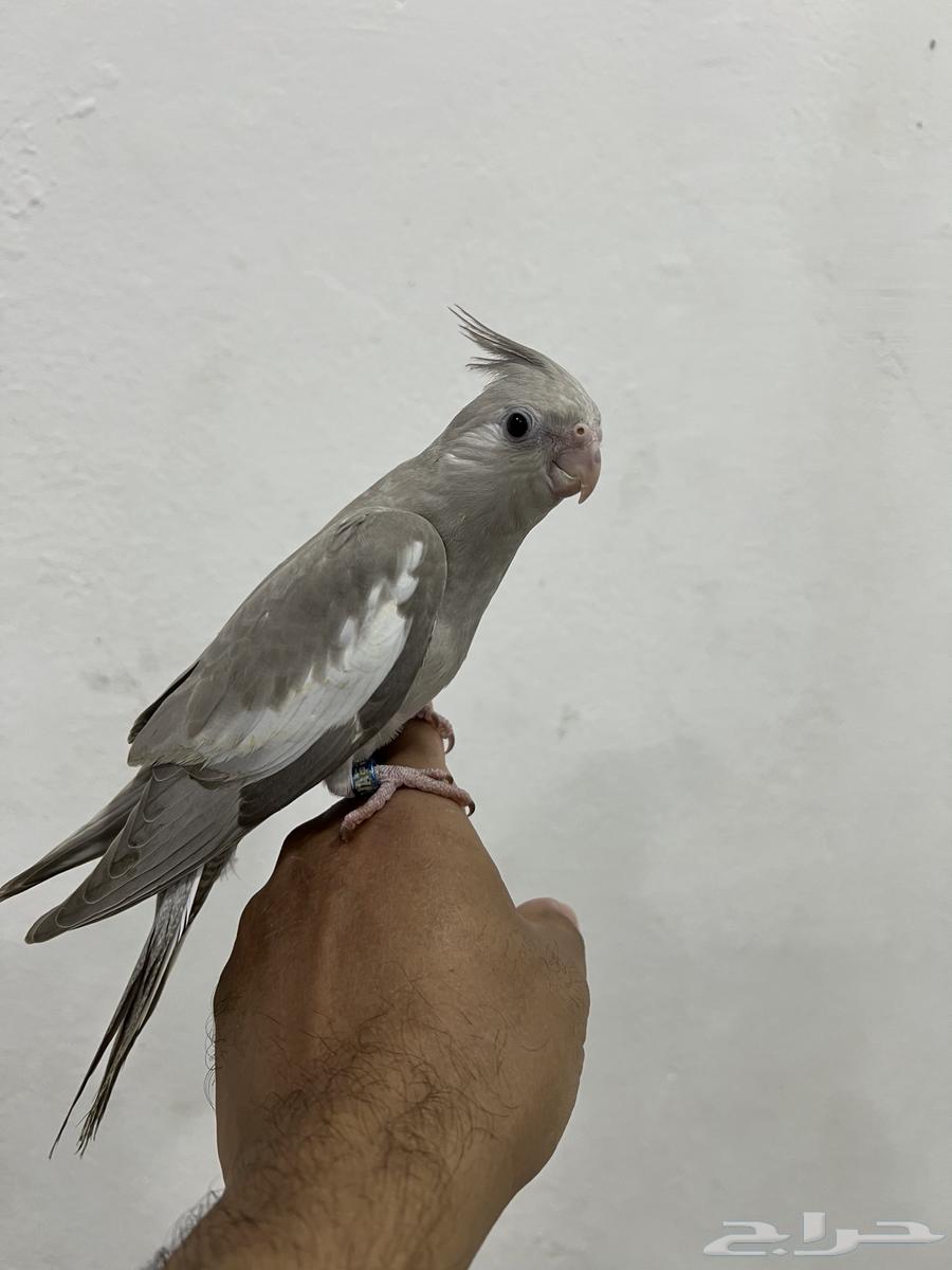 كوكتيل كروان تم البيع64436024775682111