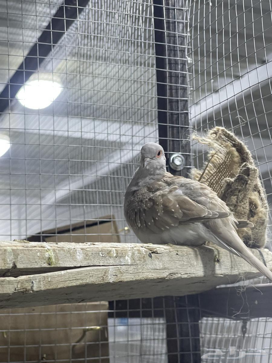 Farah Reserve64437612008451113