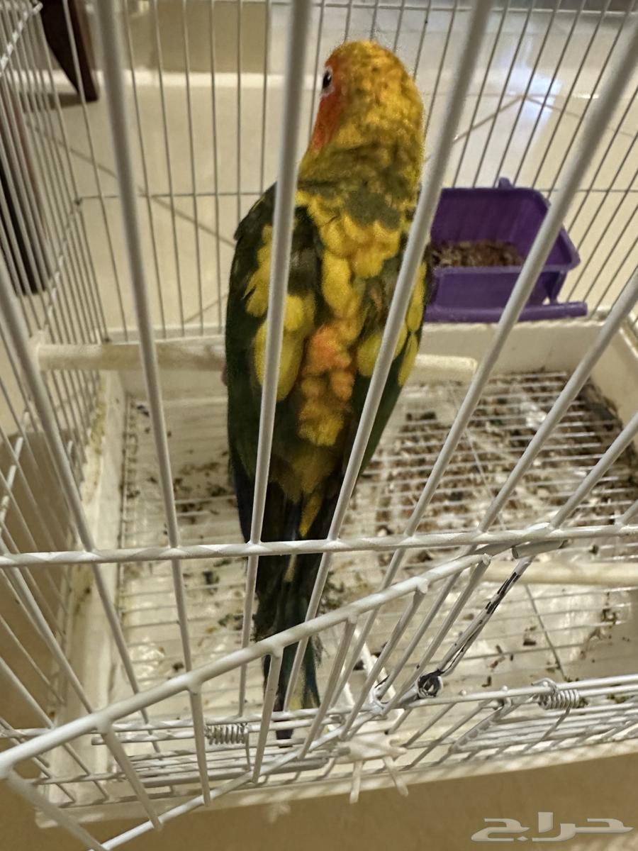 Senior Sun Parakeet, Talkative, with Internal and External Threat (Sold)64441567540611112