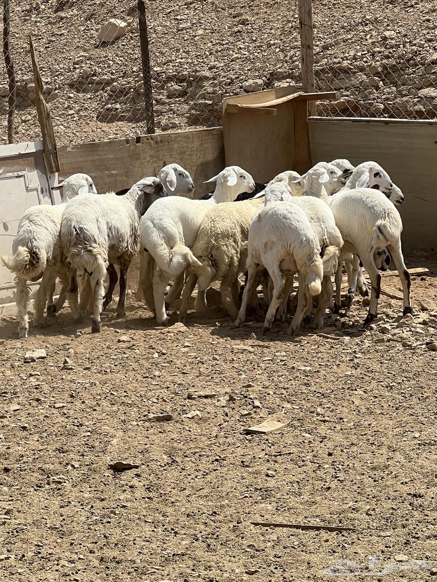 طليان للبيع اللي له رغبة يتواصل معي64435640608129110