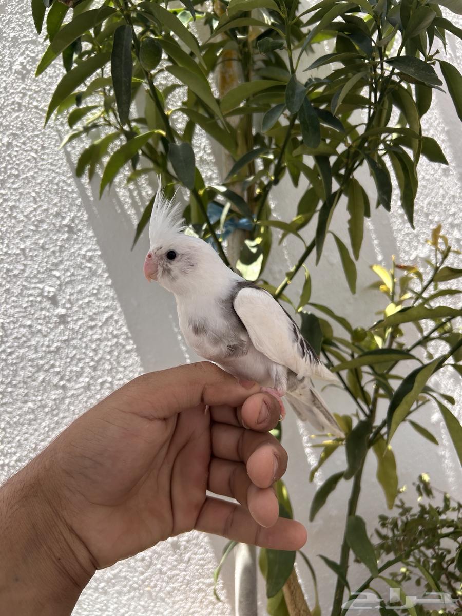 Farkh Crowan Half Bead, affectionate, starting threat and seed cracking64436159470978111