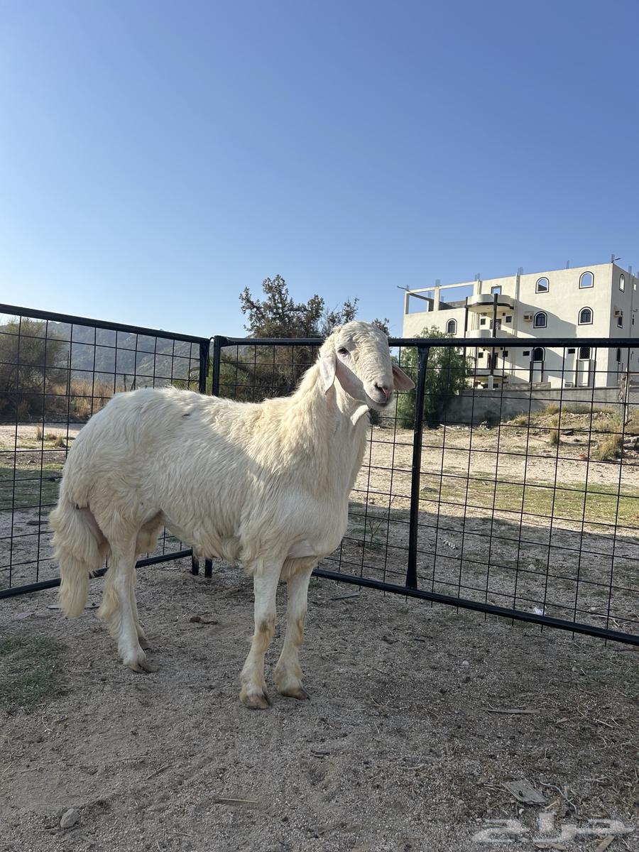 طلي فحل مشروط صحه وظراب جذع 10 اشهر64441185537025111