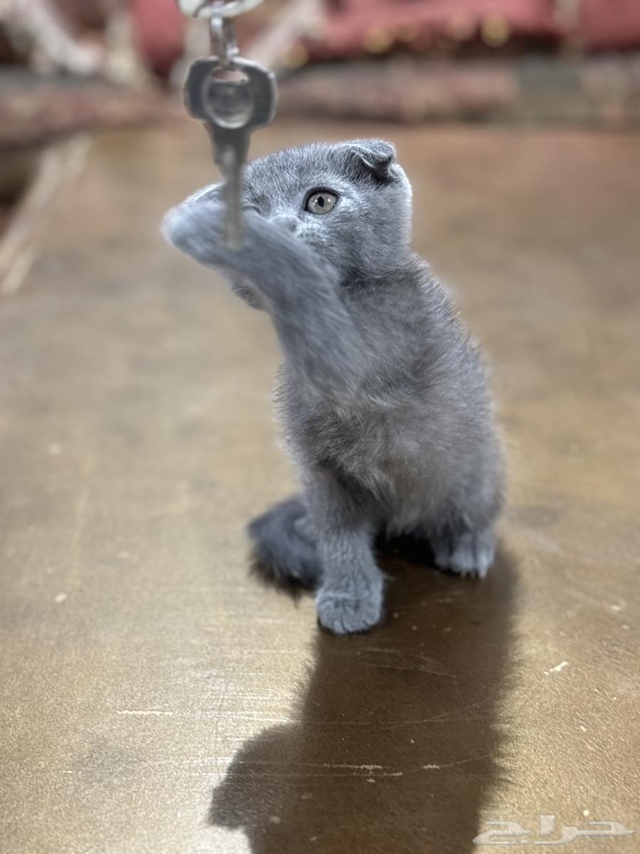 كيتين سكوتش ستريت بلو بيور للبيع64439829451651111