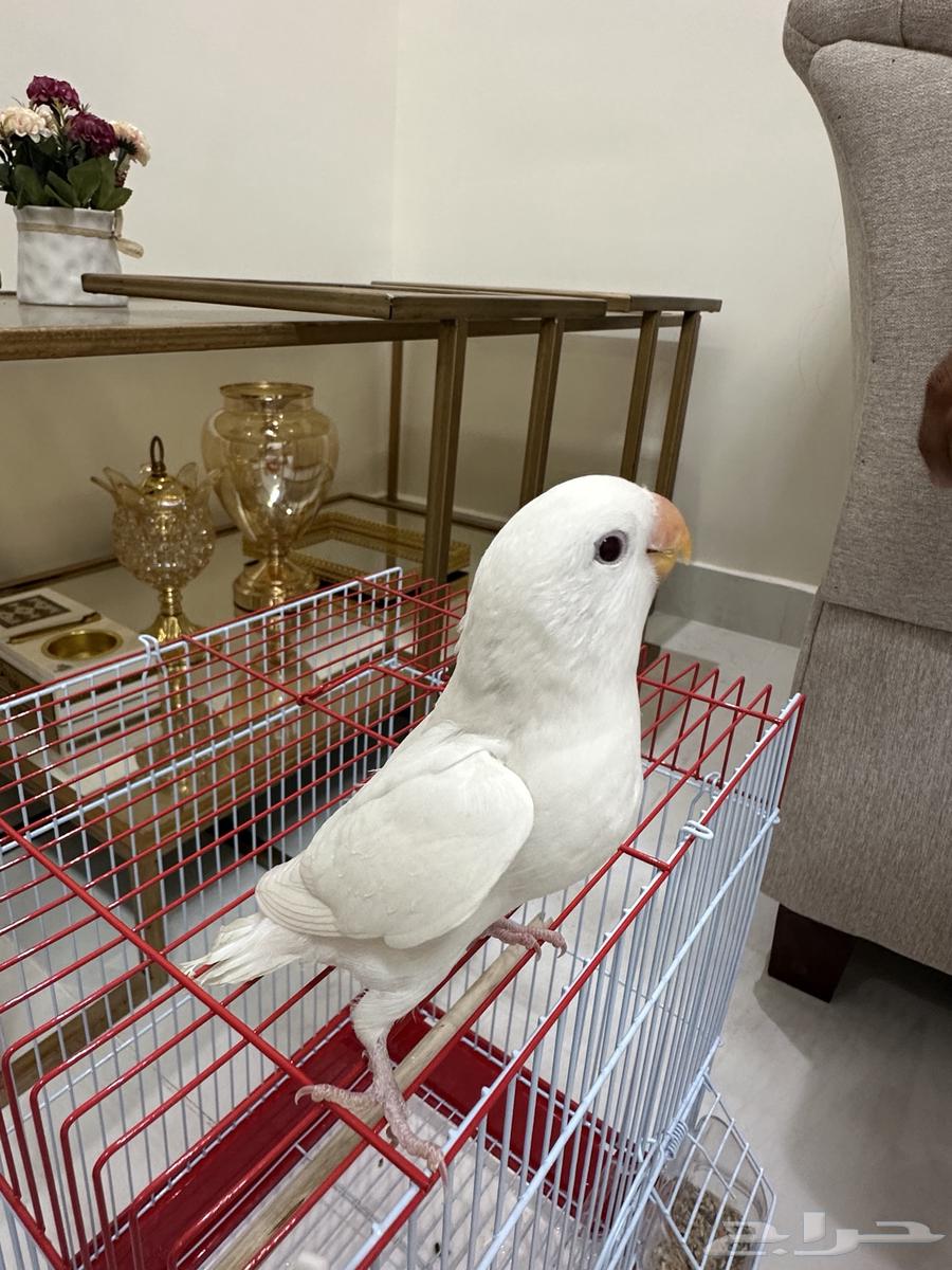 Rooster (Sold)64441759488898110