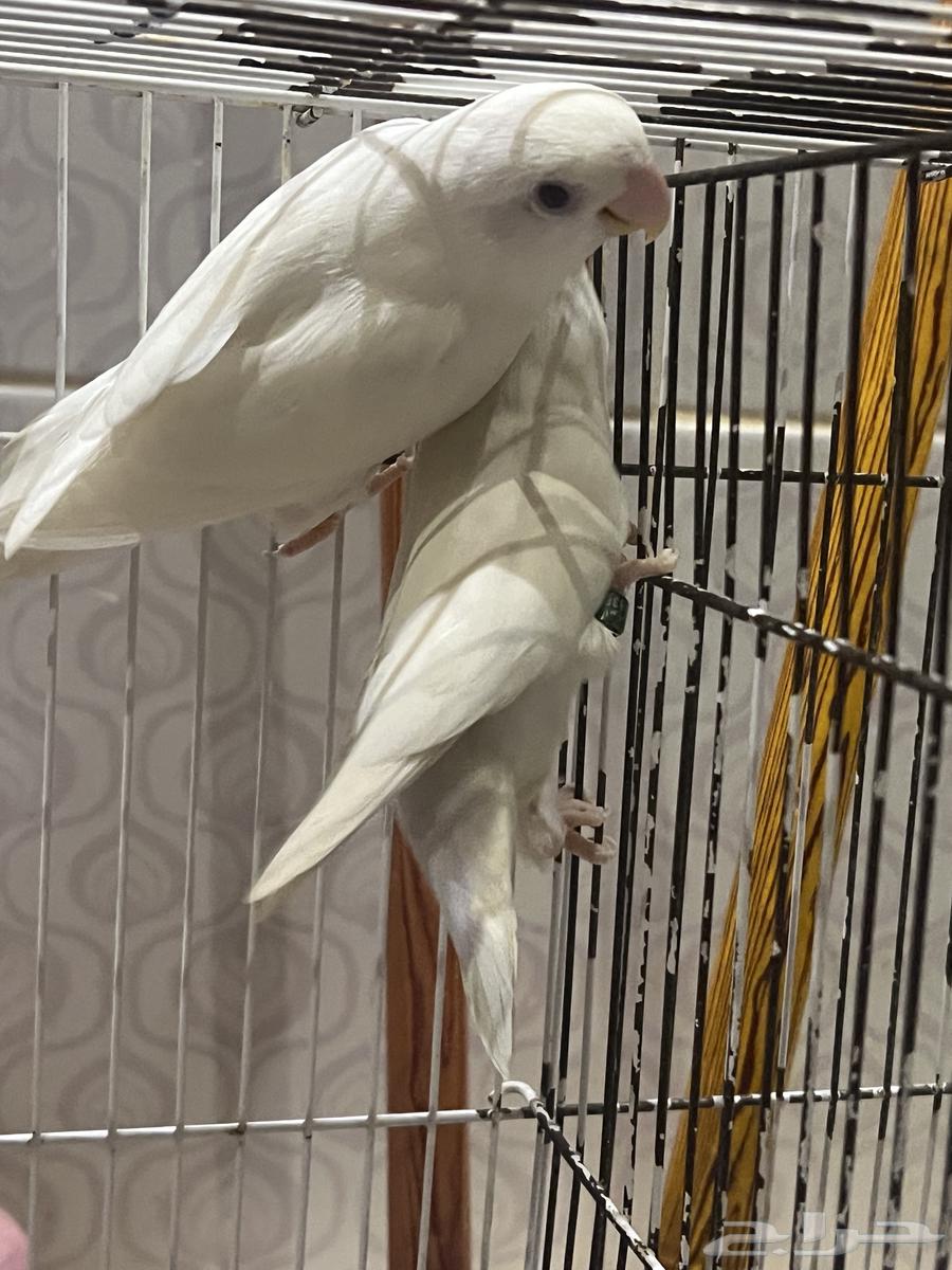 Rose Albino Pair Opportunity for Breeders and Enthusiasts64436440445825112