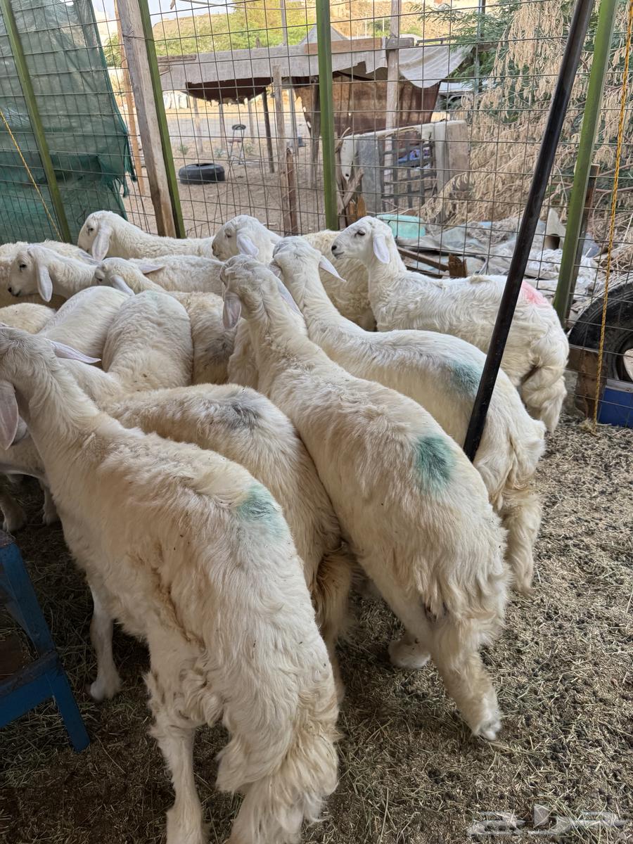 للبيع طليان ورخال حري من الطايف64441267247491110