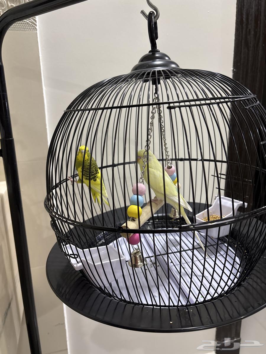طيور مع قفص للبيع64440233029249112