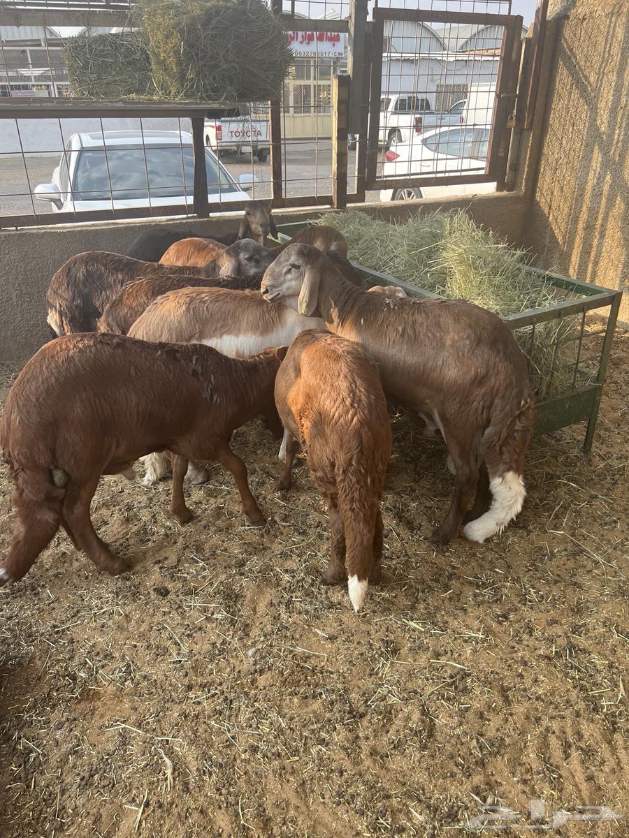 غنم للبيع64438404844546113