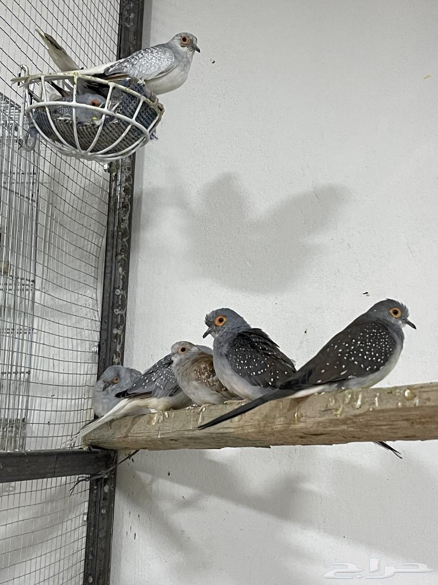 Farah Reserve64437612008451111