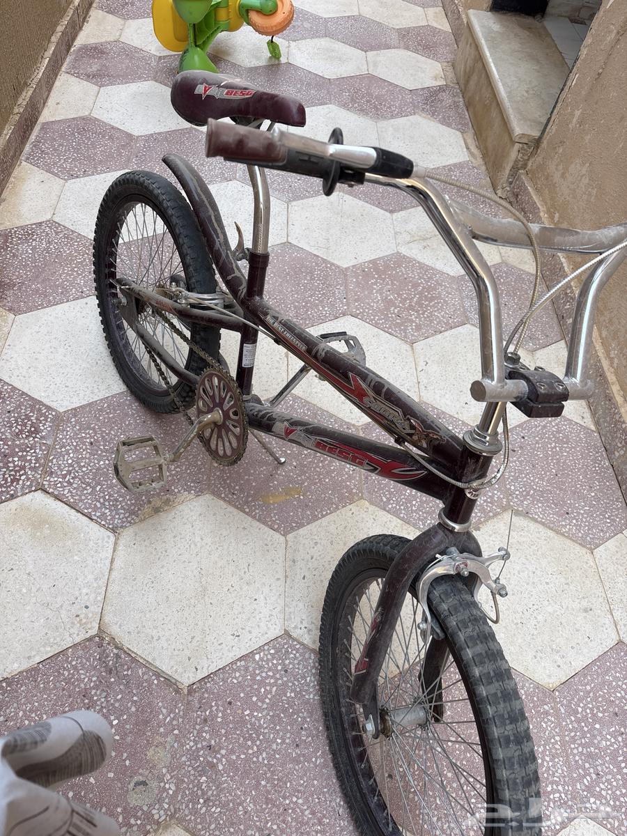 Original Indonesian Cobra Snake, bought for 500, only Allah knows64436266379137111