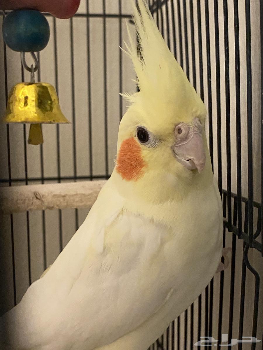 A pair of crowned birds that have never bred before64436776425987114