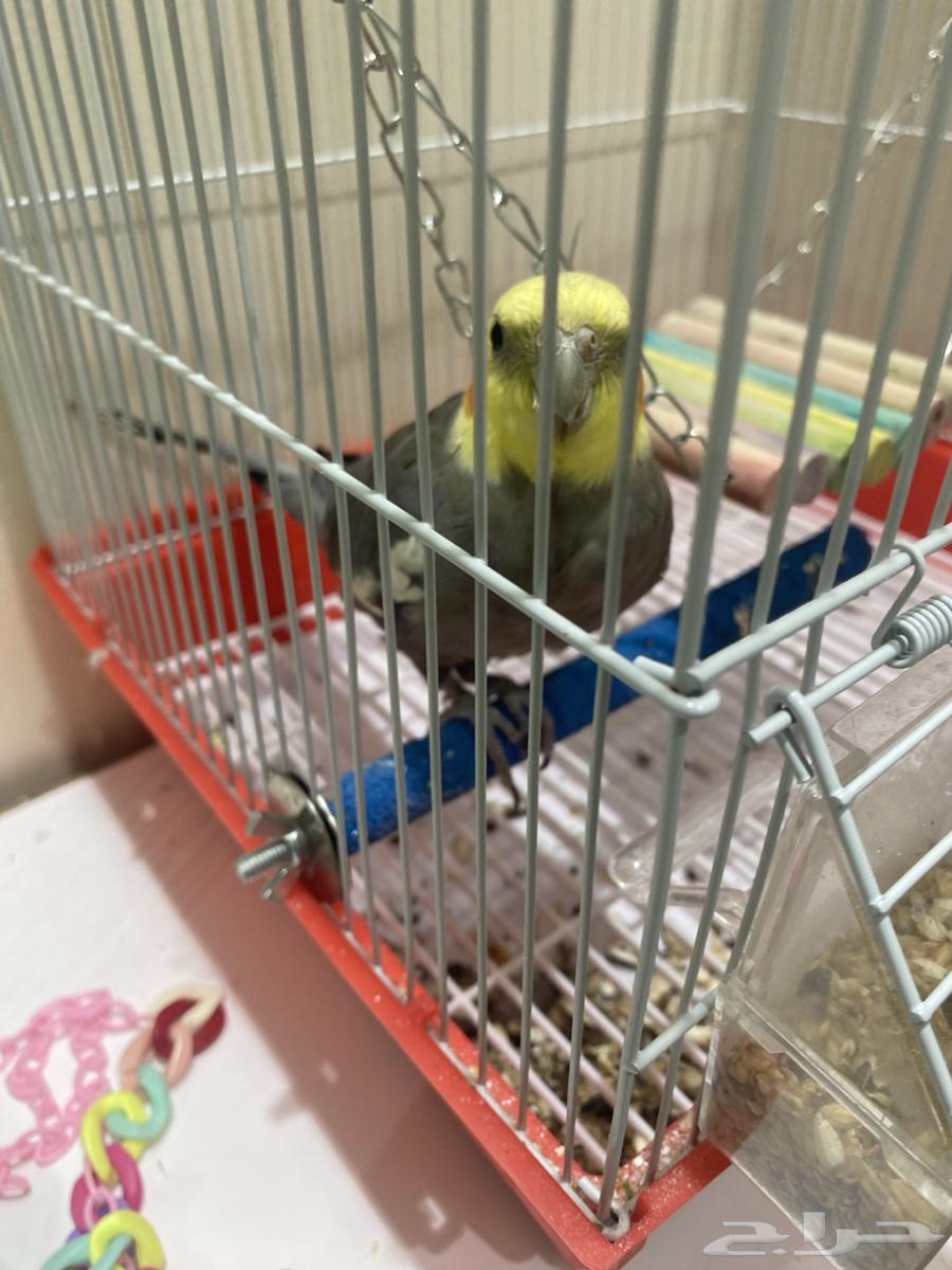 كراوان كوكتيل لطيف احب الاطفال64439226265731111