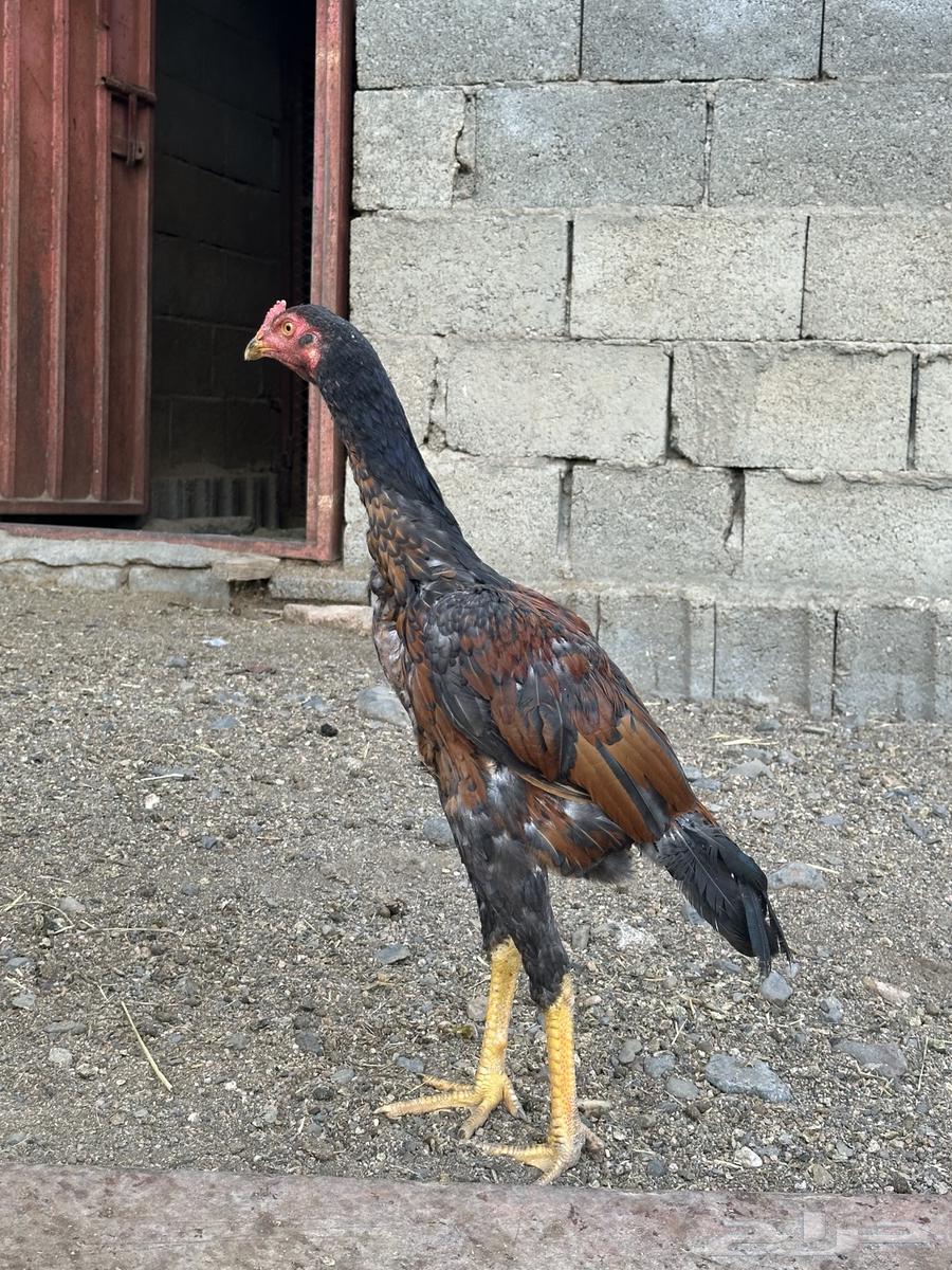 3 ديوك سندي64439023303810110