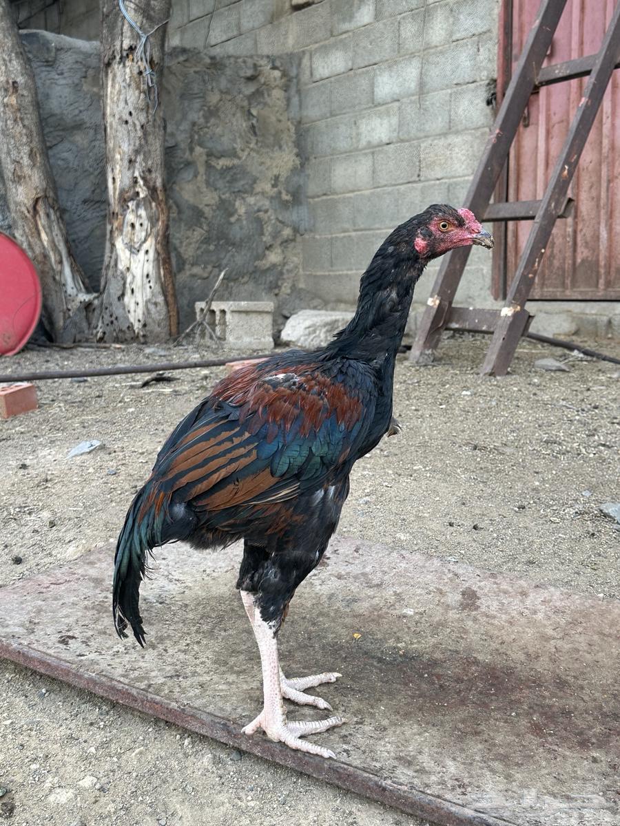 3 ديوك سندي64439023303810113