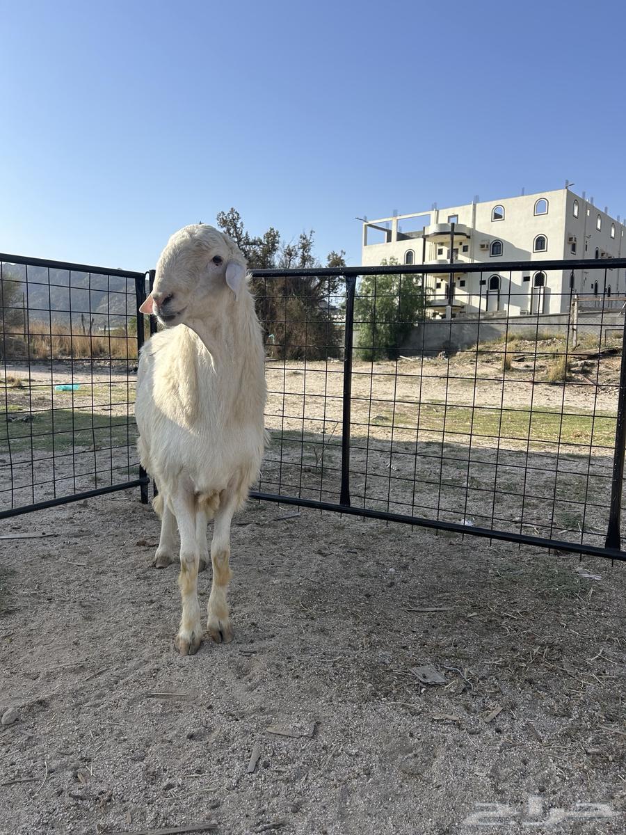 طلي فحل مشروط صحه وظراب جذع 10 اشهر64441185537025113