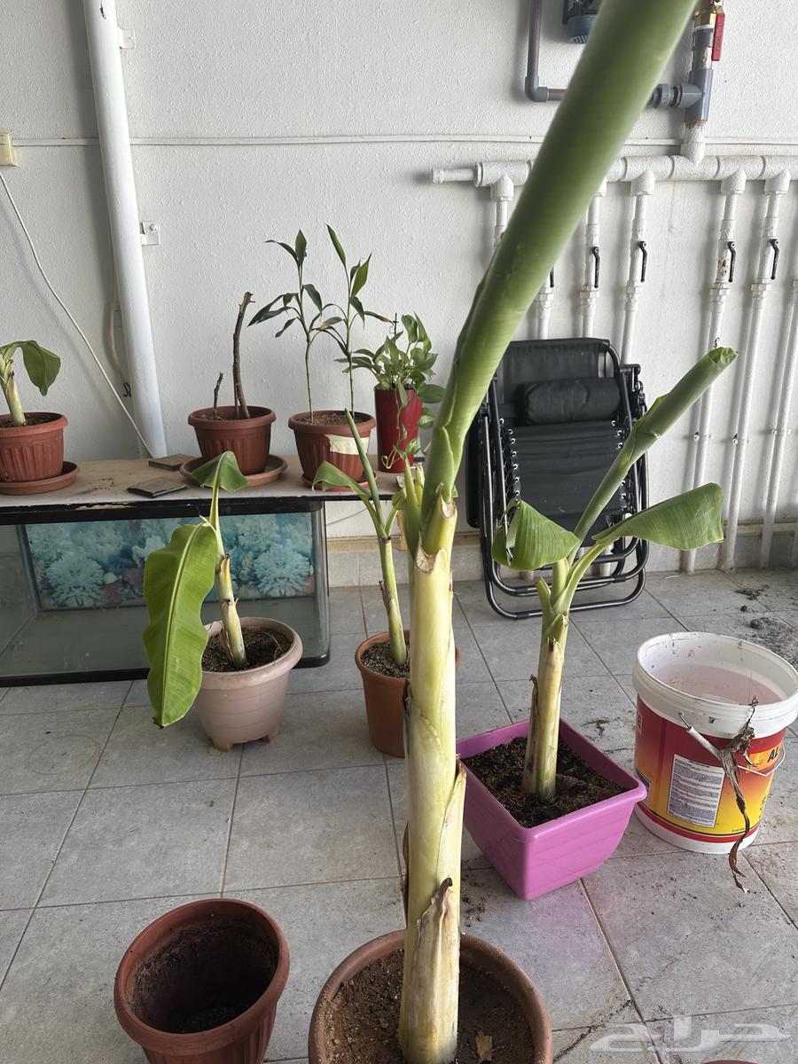 شتلات موز للبيع64437639106946113