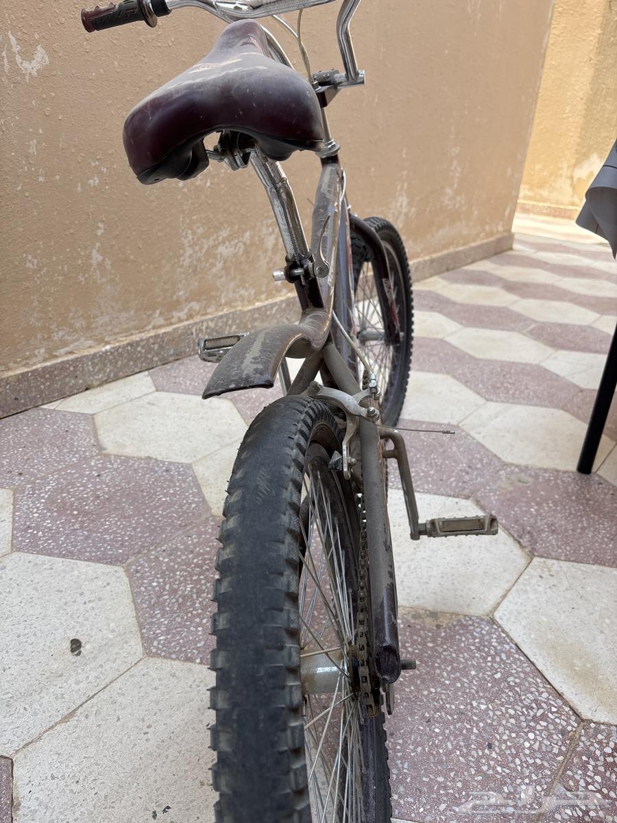 Original Indonesian Cobra Snake, bought for 500, only Allah knows64436266379137112