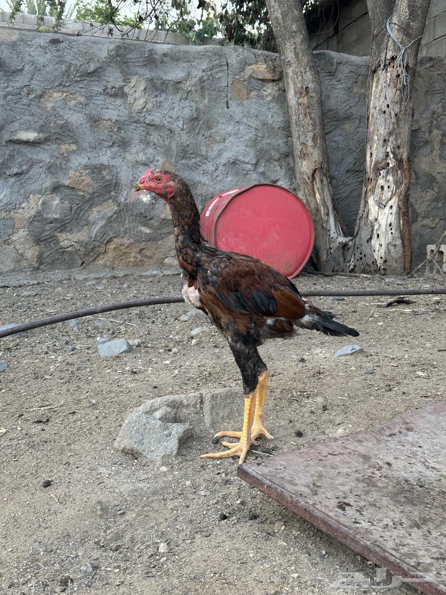 3 ديوك سندي64439023303810114