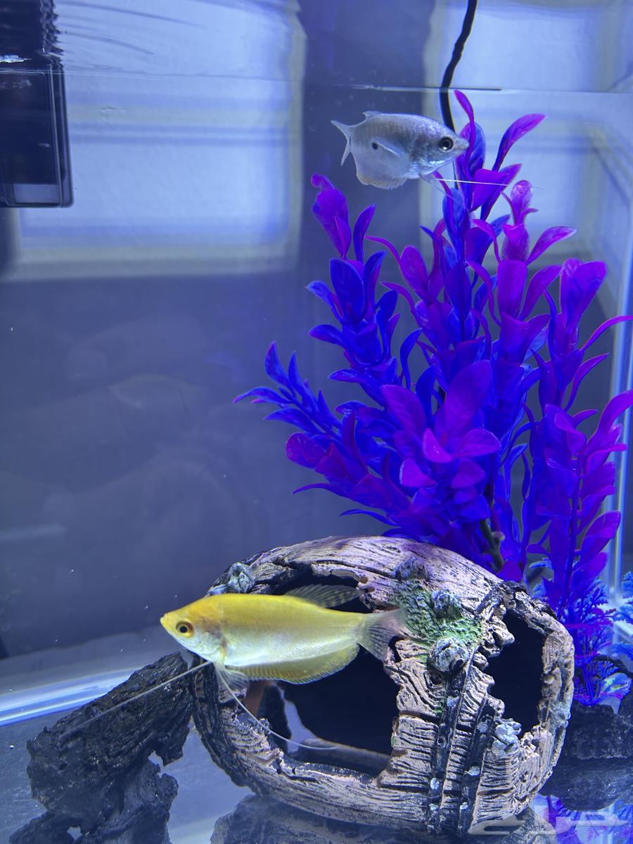 ماركة دوفين حوض سمك64438645551873114