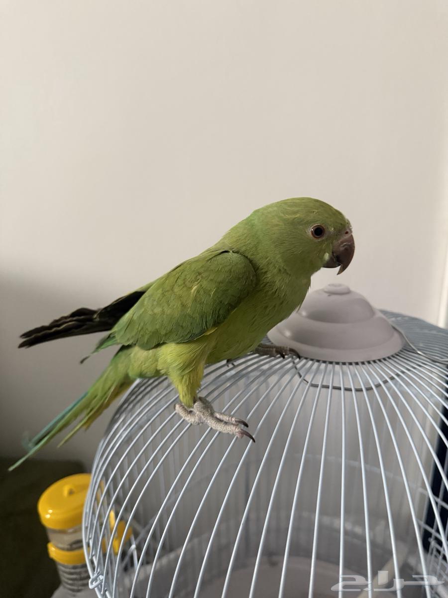 طائر درة اليف للبيع64437639166467111