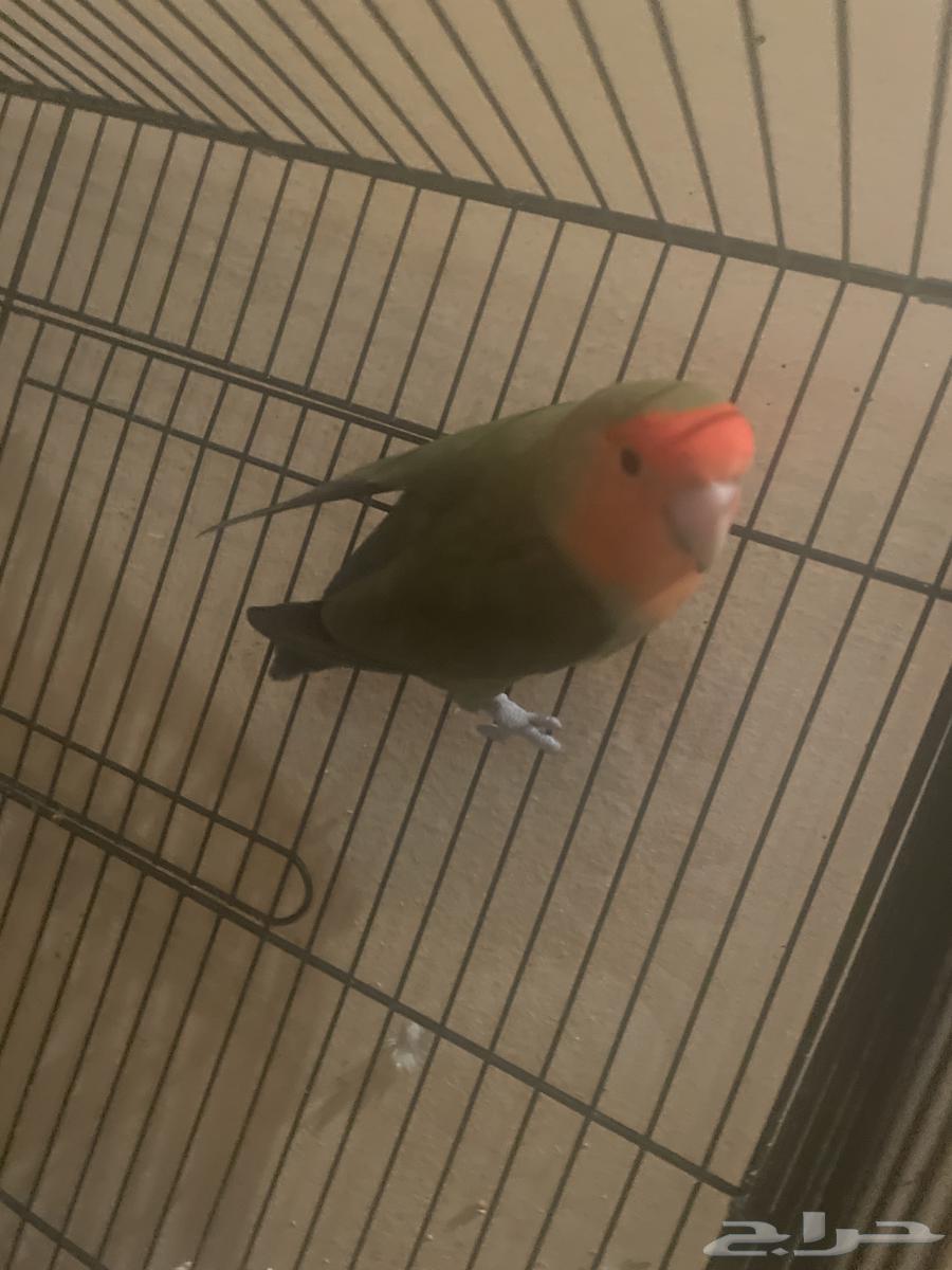 Pair (Male - Female)64441185513091111