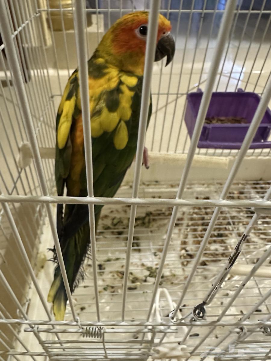 Senior Sun Parakeet, Talkative, with Internal and External Threat (Sold)64441567540611113