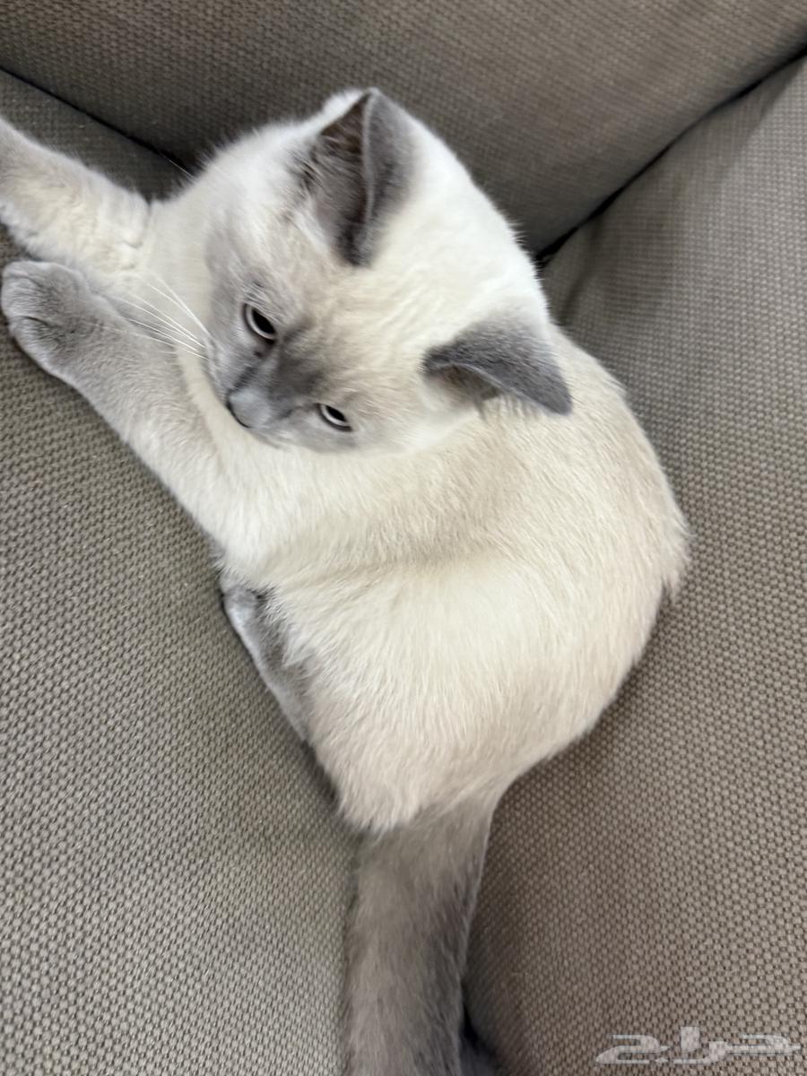 كتن للبيع64437625446274114