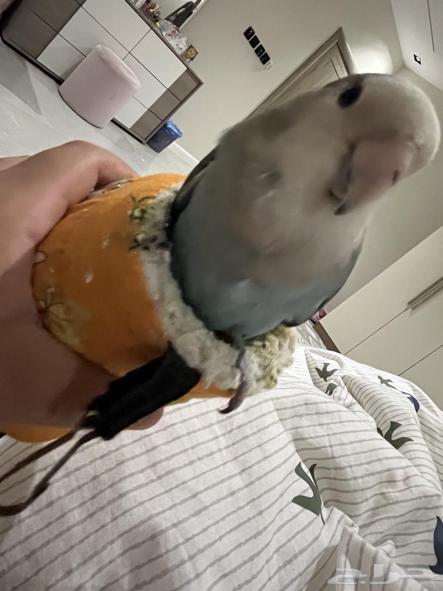 A beautiful, tame bird that dances and talks64434429041411114