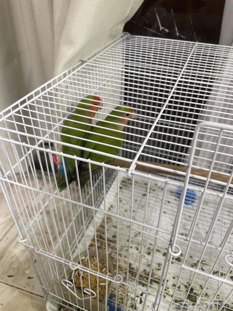 طائر اليوم يشكو من شيء غير الحد الأقصى للتواصل البالغ 250 عبر الواتس64439458430851112