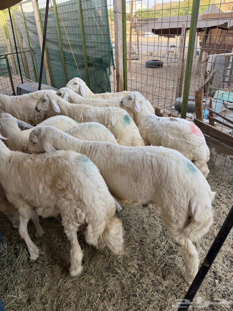 للبيع طليان ورخال حري من الطايف64441267247491113