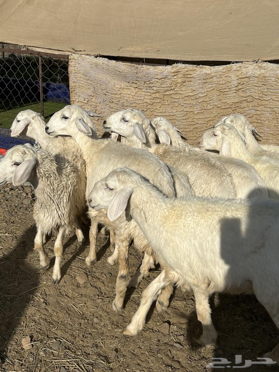 Rakhal Hurriyat has been sold64441650070914114